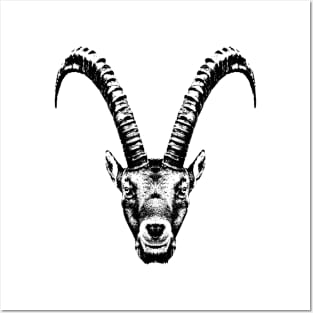 Ibex / head Posters and Art